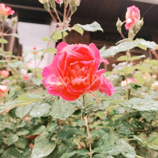 꽃,아침이슬,새벽감성,출근길,봄,flower