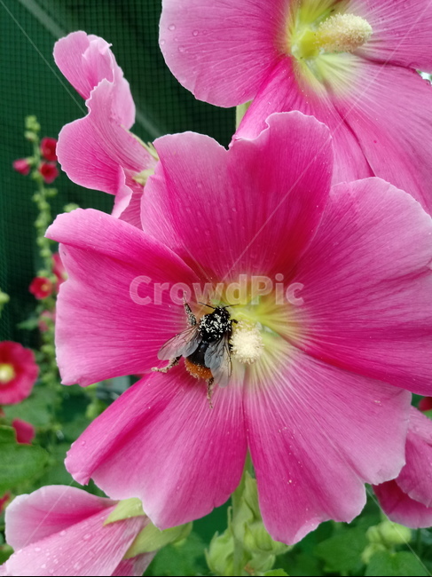접시꽃,hollyhock,촉규화,덕두화,접중화,촉계화,단오금,황촉화,아욱과