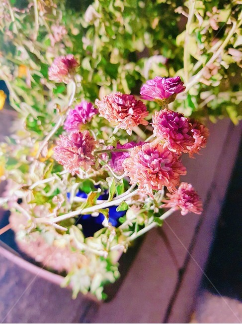 꽃,화단,식물,flower,산책,컬러풀,식물,자연,plants,nature,꽃,flower