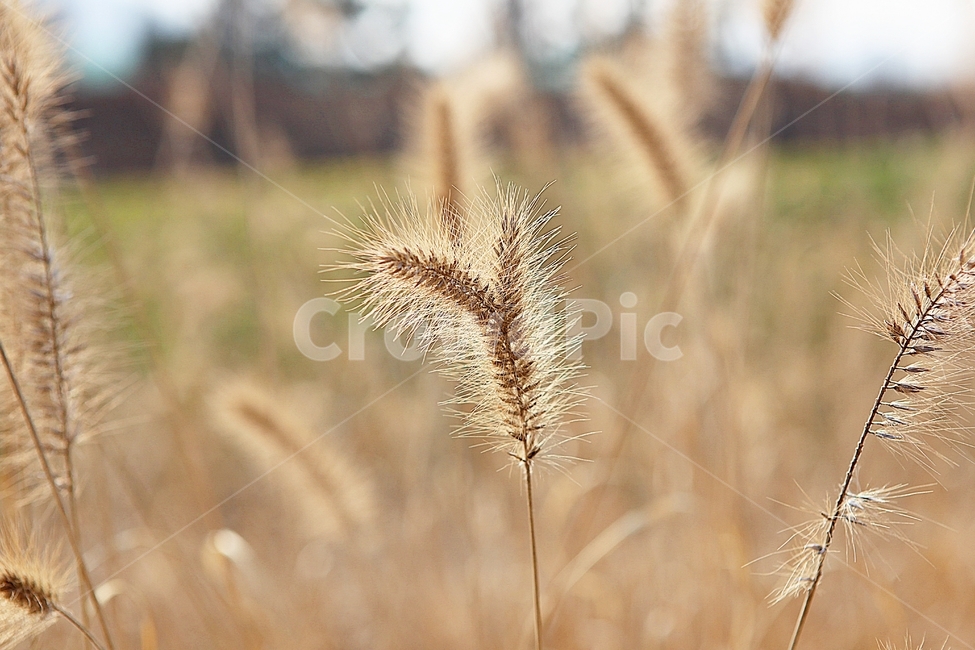강아지풀,강아지풀꽃,꽃,잡초,가을,풀,야외,공원,가을,계절,fall,autumn,season,식물,자연,plants,nature