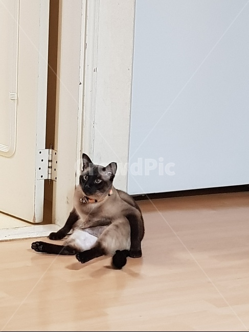 고양이,웃긴고양이,샴,샴고양이,cat,반려묘,냐옹이,동물,animal,포유류,mammal,고양이,cat,kitten,kitty