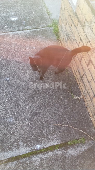 검은고양이,길냥이,straycat,부비부비,길고양이