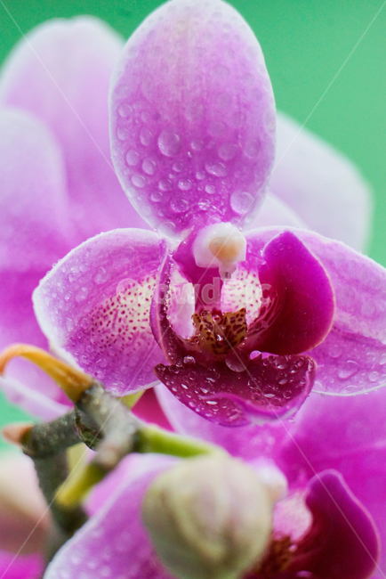 호접란,서양난,꽃,접사,생화,화분,plant,nature,flower,초접사