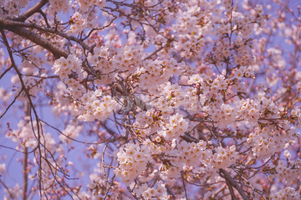 꽃,벚꽃,벚꽃놀이,색감,핑크,감성,꽃놀이,blossom,flower,plant,식물,color,pink