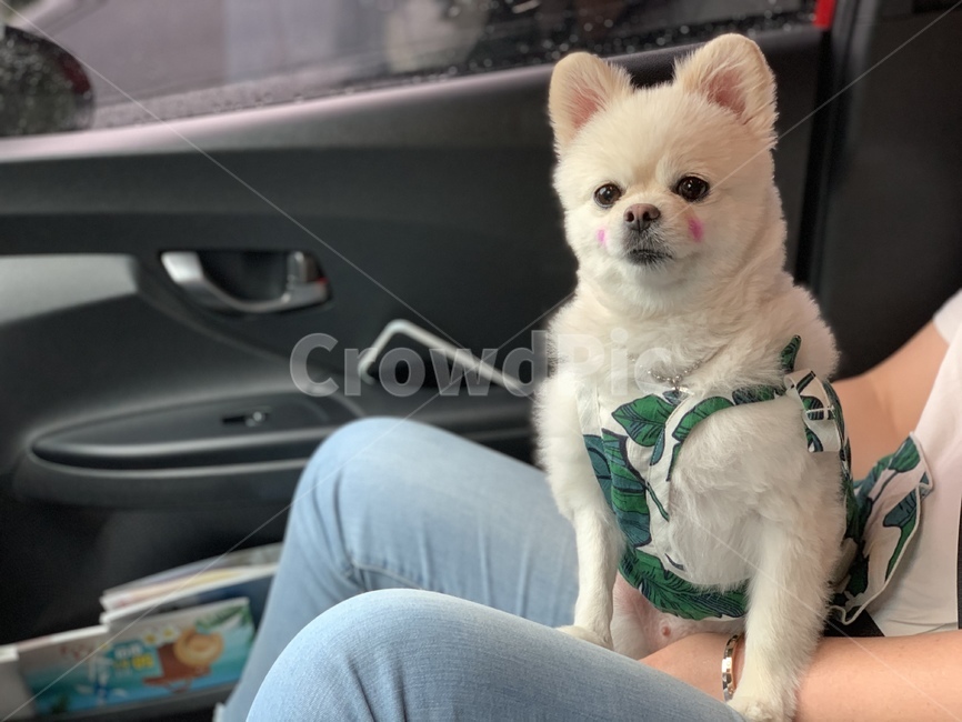 pomeranian,강아지,dog,반려견,포메라니안,포메라니언,개,애완견,볼터치,귀여운강아지,강아지옷,하얀색강아지,흰색강아지,털,곰돌이컷,드라이브,강아지드라이브
