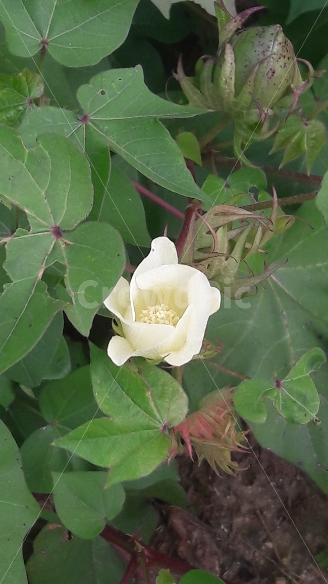 꽃,목화,봉우리,사랑합니다,솜,식물,자연,plants,nature,꽃,flower