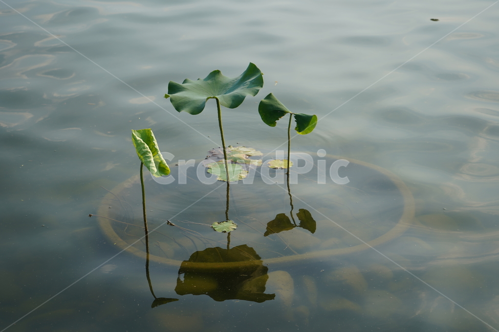 식물,plant,flower,꽃,연잎,식물,자연,plants,nature