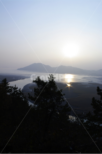 순천만,일몰,석양,노을,풍경,나무,자연,풍경,nature,landscape,tree,plant,식물,fir,전나무