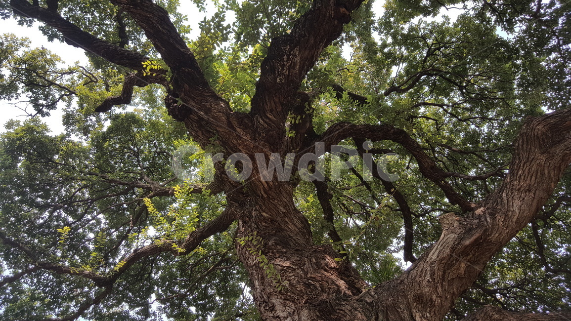 숲,나무,자연,경치,숲속,여유,힐링,식물,자연,plants,nature,나무,trees,wood
