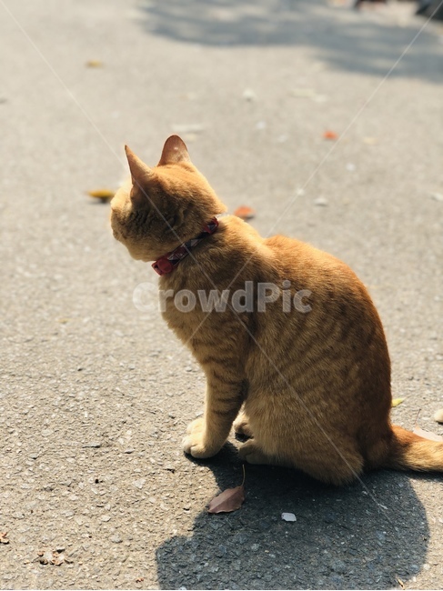 고양이,풀밭고양이,갈색고양이,앉아있는고양이,웅크린고양이,개냥이,길냥이,야옹이,동물,animal,포유류,mammal,고양이,cat,kitten,kitty