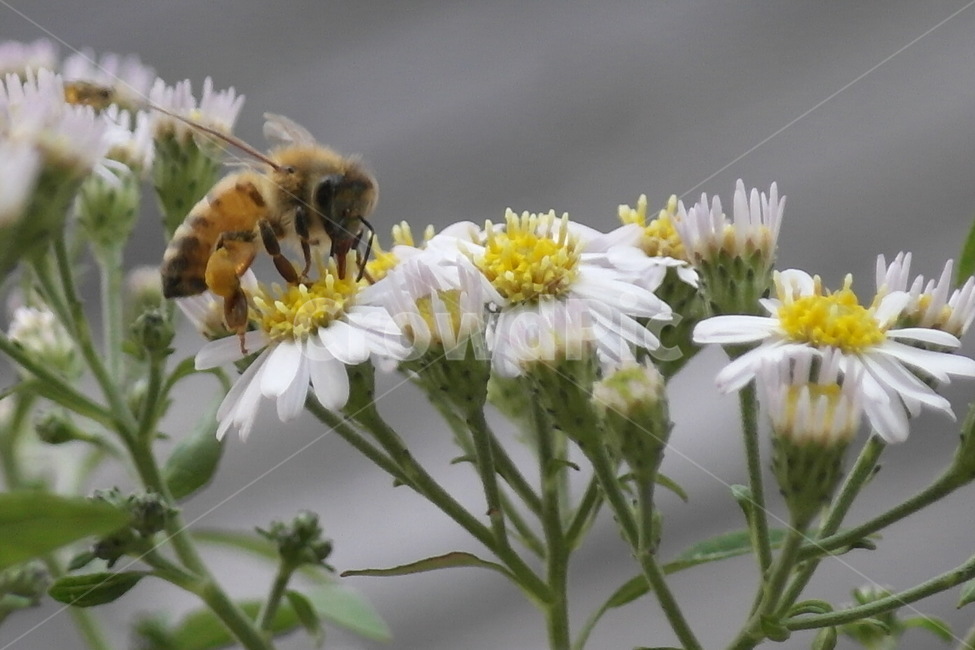 꽃,벌,꿀,들국화,꿀벌,식물,자연,plants,nature,꽃,flower,곤충,벌레,insect,bug