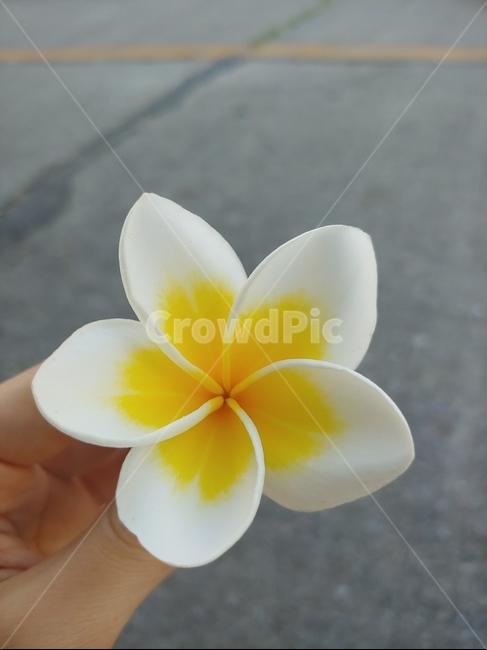 꽃,한송이,꽃잎,들꽃,flower,blossom,plant,식물,봄