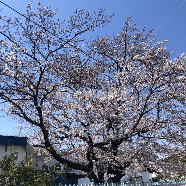 봄,벚꽃,꽃,아침,벚꽃길