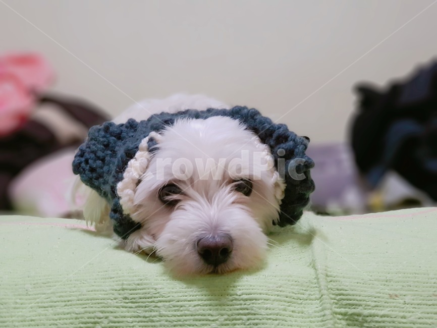 강아지,반려견,말티즈,귀도리,머렁이,동물,animal,포유류,mammal,개,강아지,dog,doggy