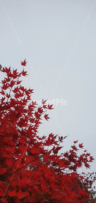 leaf,잎,plant,식물,tree,나무,maple,단풍,감성사진,빨강,나뭇잎,낙엽,하늘,가을,출근,가을,계절,fall,autumn,season