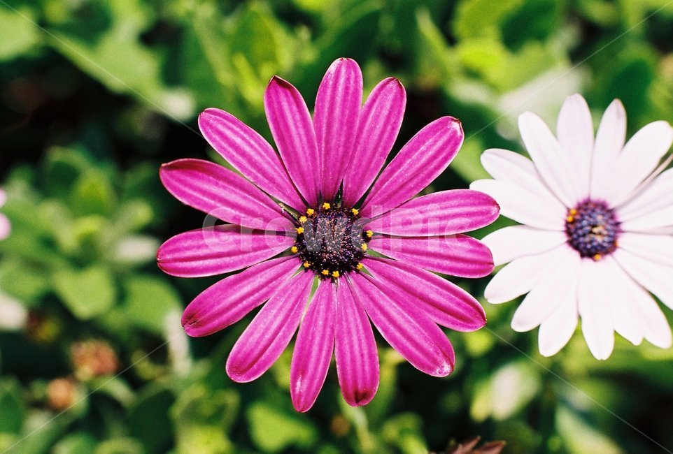 plant,식물,blossom,flower,꽃,데모르후세카,디모르포세카,접사
