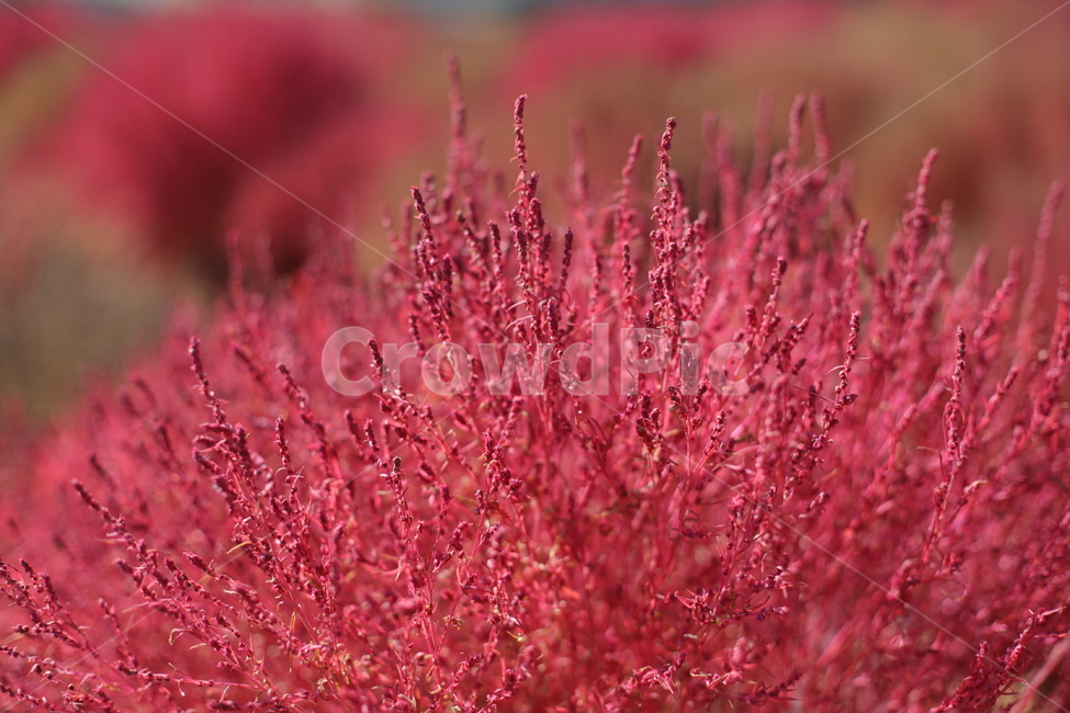 댑싸리,식물,풀,붉은댑싸리,싸리,감성,식물,자연,plants,nature
