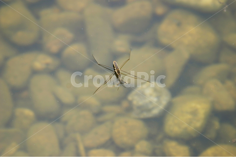 소금쟁이,냇물,곤충,풀잎,연못,동물,animal,곤충,벌레,insect,bug