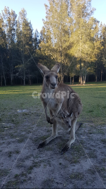 kangaroo,캥거루,animal,sydney,australia,시드니,호주,동물,공원,park,동물,animal,포유류,mammal