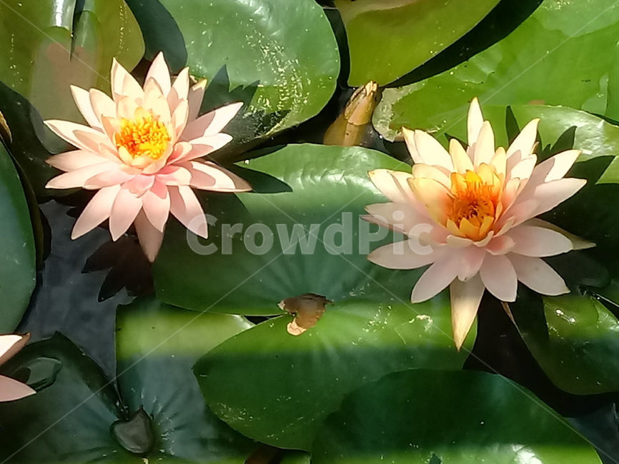 수련,다년생초본식물,수생식물,이판화,쌍자엽식물,자우련,waterlily
