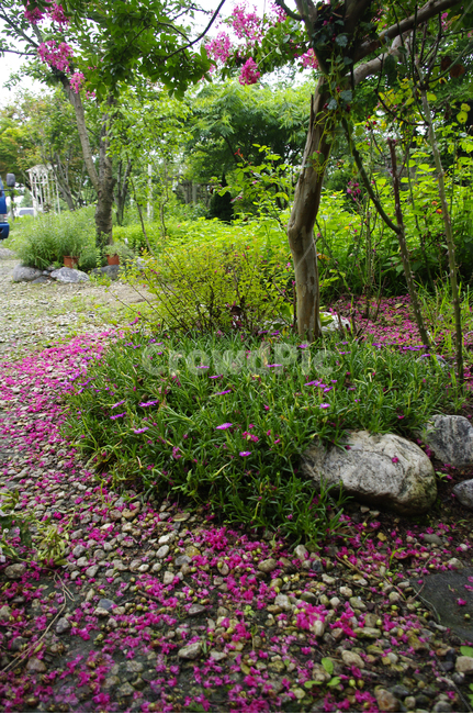 배롱나무,꽃,flower,식물,plant,꽃,flower