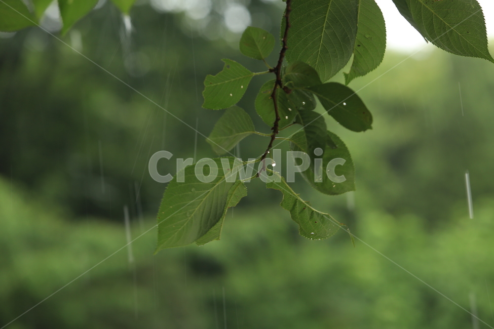 비,풍경,빗방울,소경,rain,비오는소경,식물,자연,plants,nature,비,비오는날,rain,rainy