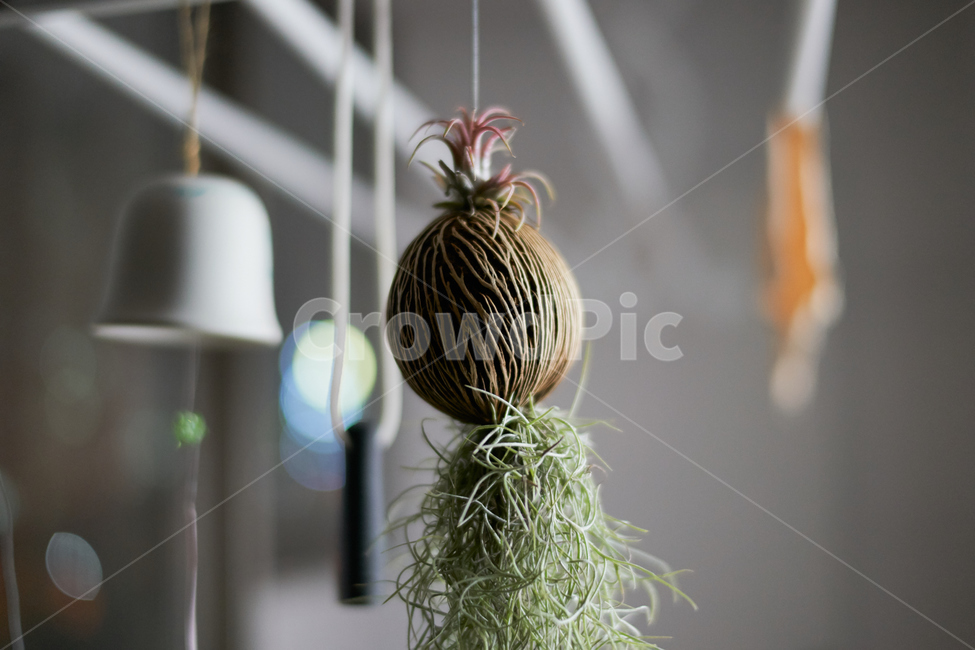 틸란드시아,배경,코코넛,분위기,감성,이오난사,mood,green,편안한,실내용화초,화분,화초,house plant,인테리어,실내디자인,interior design