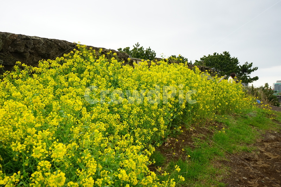 제주도,유채꽃,풍경,노랑,꽃,봄,계절,spring,season,식물,자연,plants,nature,꽃,flower,grassland,목초지,outdoors,옥외,field,들,plant,meadow,farm,농장,rural,농촌