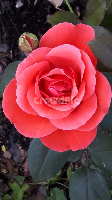 2018서울장미축제,붉은장미,사랑과정열,꽃,가시,식물,자연,plants,nature,꽃,flower