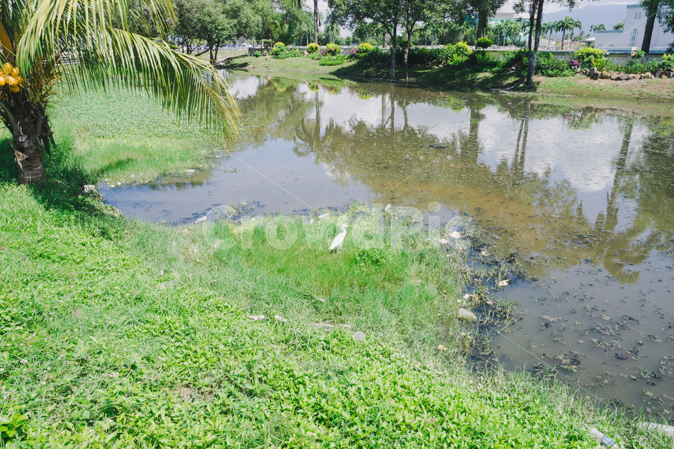 늪,연못,풀,초록,pool,grass,green,plant,식물