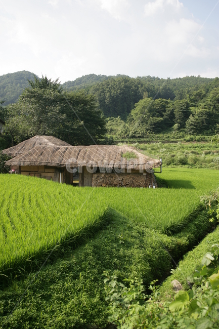 countryside,nature,자연,outdoors,한지방,초가집,농촌풍경,논,시골,마을,풍경,landscape,country,rural,town,농업,농사,agriculture,farming,farming industry