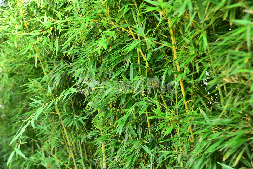 대나무,식물,사군자,초록색,바탕,배경,백그라운드,시즌,계절,상록수,bamboo,background,tree,plant,잎새,잎사귀,식물,자연,plants,nature