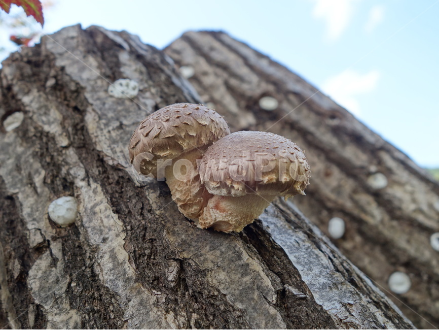 표고,버섯,여름,자연,풍경,버섯,mushroom
