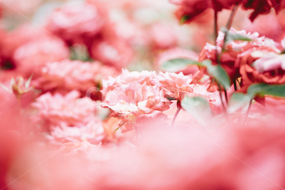 장미,여름꽃,꽃,감성사진,붉은장미,빛,어두움,길가,식물,자연,plants,nature,꽃,flower,색깔,색상,색채,색감,color sense,color sensitivity,feeling of color