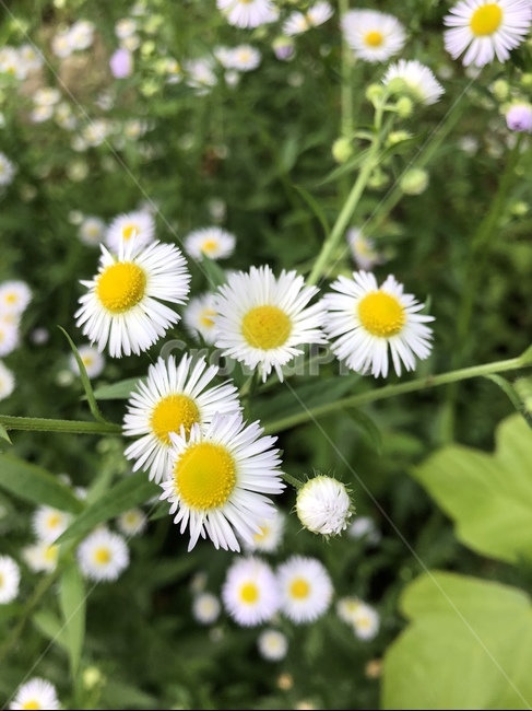 꽃,flower,데이지,식물,blossom
