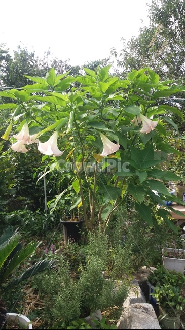 천사의나팔,가을,꽃,자연,꽃송이,만개