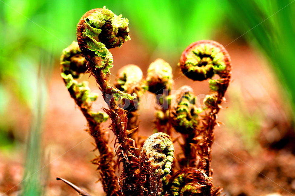 식물,꽃,봄,정원,자연,식물,자연,plants,nature