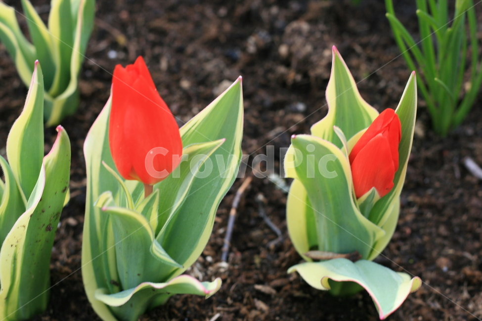 꽃,정원,튤립축제,식물,꽃밭,튤립,빨간꽃,분홍튤립,빨간튤립,분홍색꽃,pinktulip,flower,garden,tulip,redtulip,redflower,cutetulip,babetulip,식물,자연,plants,nature,꽃,flower