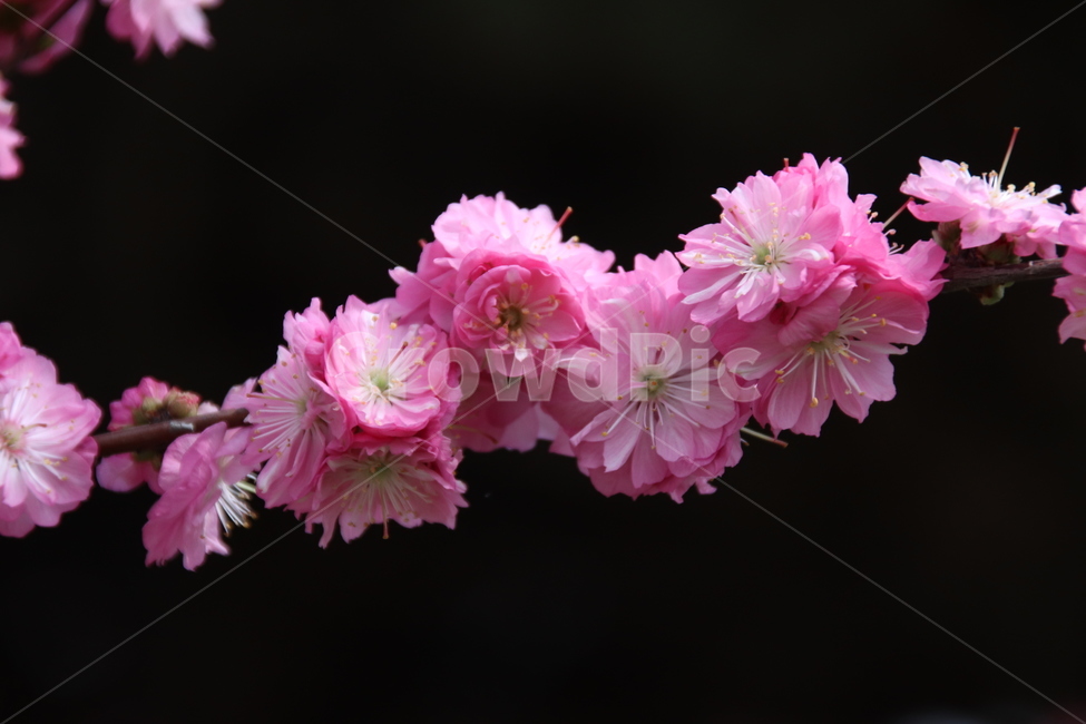 매화꽃,꽃,꽃나무,자연,풍경,봄,계절,spring,season,식물,자연,plants,nature,꽃,flower,blossom,geranium,제라늄,plant