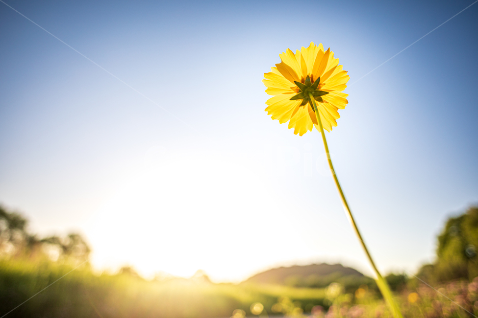 야생화,금계국,노란색꽃,꽃,여름,plant,식물,식물,자연,plants,nature,꽃,flower