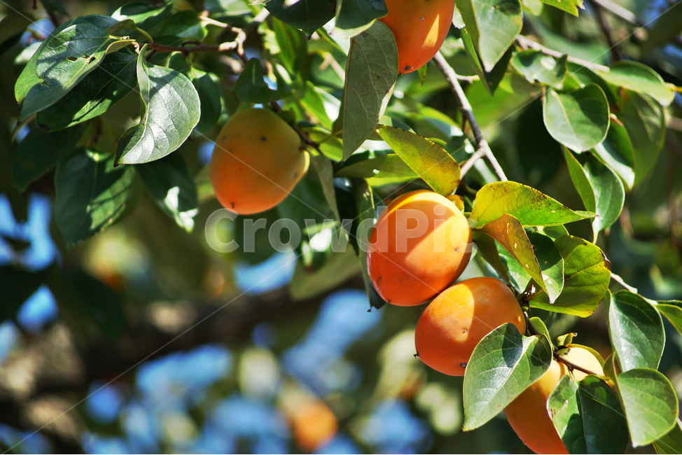 감,가을,계절,식용,단감,감나무,과일,열매,fruit