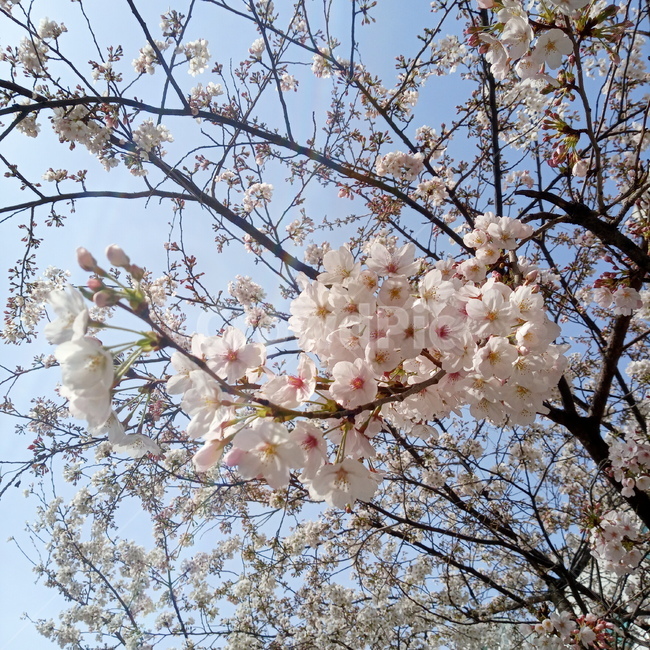 봄,벚꽃,cherryblossom,flowers,봄꽃,벚꽃나무,계절,springseason,꽃,나무,trees,감성,sensiblefeeling,분홍,배경,풍경,landscape,식물,자연,plants,nature,flower,plant,blossom