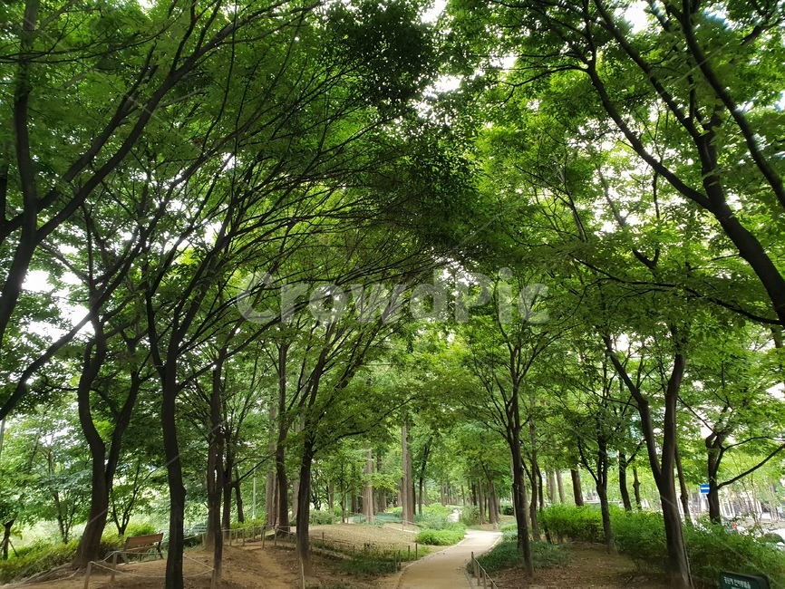 식물,힐링,초록이,자연,싱그로움,숲,산책,나무,자연,풍경,nature,landscape,outdoors,옥외,plant,tree,vegetation,초목,garden,정원,woodland,삼림지,forest,land,땅,arbour,정자