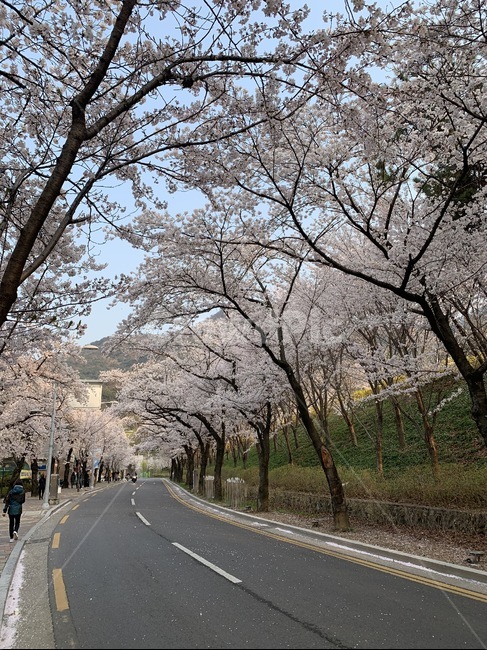 봄,벚꽃,계절,따뜻함,감성,배경