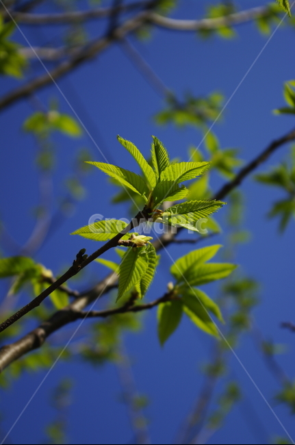 나무,잎,식물,plant,자연,nature,꽃,계절,봄,spring,식물,자연,plants,nature