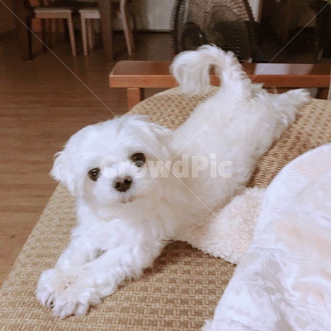 강아지,말티즈,반려견,애완견,개,애완동물,반려동물,하얀강아지,동물,animal,포유류,mammal,개,강아지,dog,doggy