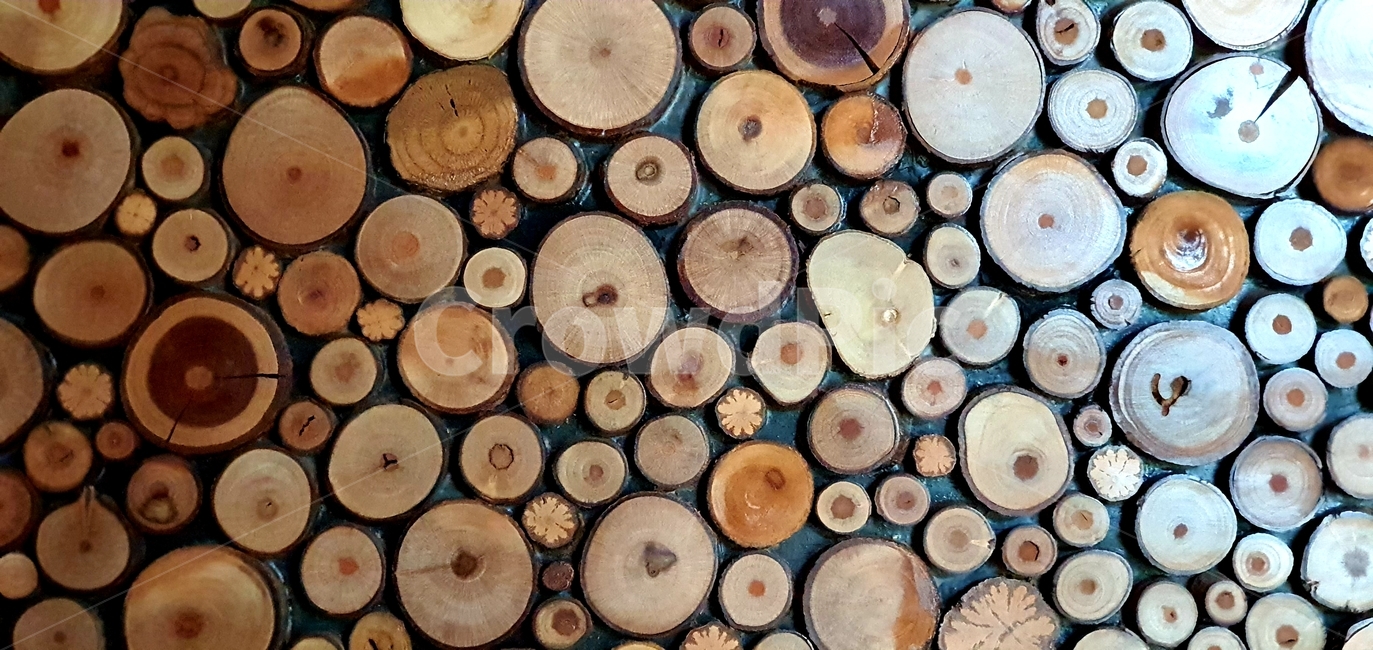 나무,나무테,treering,wood,나무단면