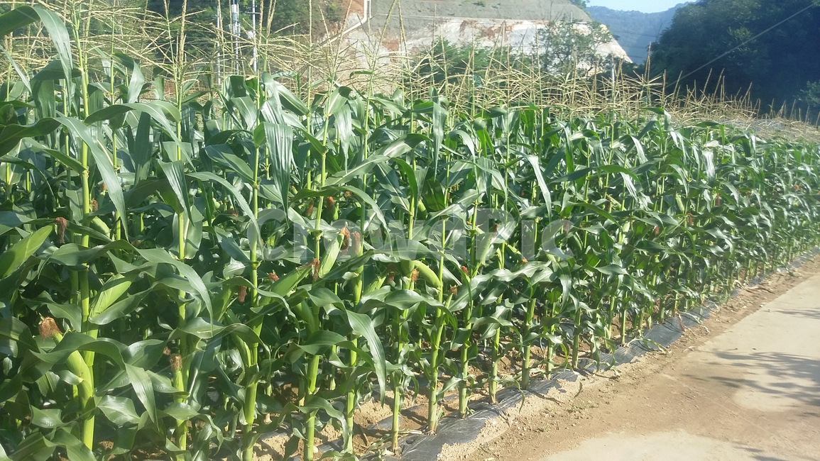 옥수수,옥수수밭,가을,시골,농업,식물,자연,녹색,초록,환경,밭,농작물,재배,식량,식재료,산업,industry,industrial,농업,농사,agriculture,farming,farming industry