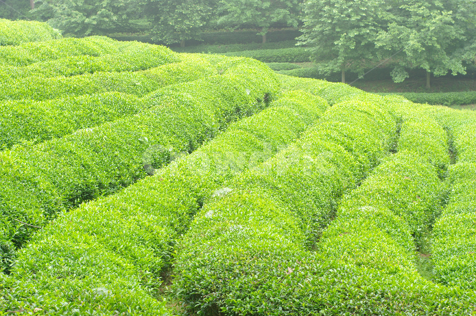 녹차,녹차밭,녹차재배,녹차농사,임산물,농업,농사,agriculture,farming,farming industry
