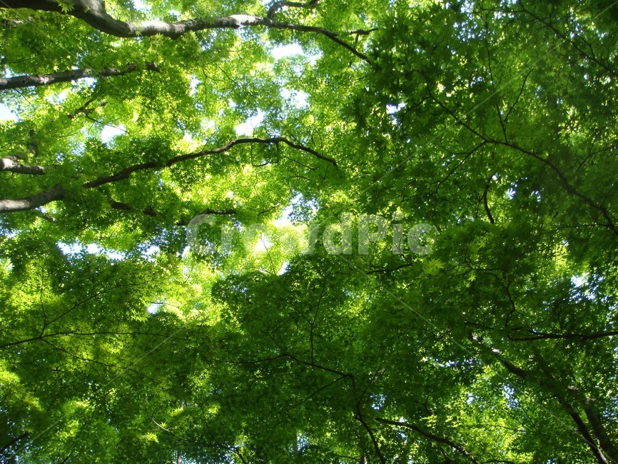 초록,싱그러움,나무,여름,숲,초록색,그린,green,식물,초목,tree,vegetation,plant